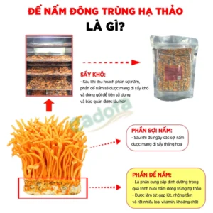 Đế Đông Trùng Hạ Thảo, Sinh Khối Nấm Sấy Khô